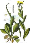 Pseudoturritis turrita
