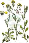 Rorippa pyrenaica