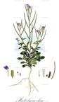 Malcolmia chia