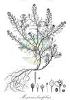 Meniocus linifolius