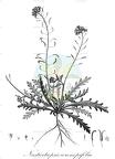 Nasturtiopsis coronopifolia