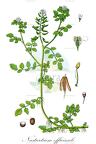 Nasturtium officinale