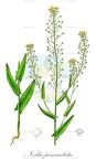 Neslia paniculata