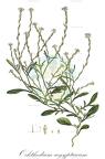 Ochthodium aegyptiacum