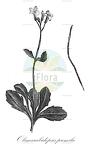 Olimarabidopsis pumila