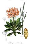 Parrya nudicaulis