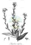 Psychine stylosa