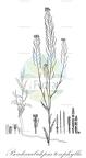 Pseudoarabidopsis toxophylla