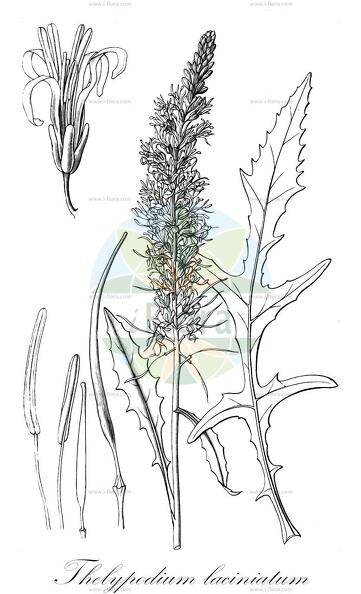 Thelypodium laciniatum