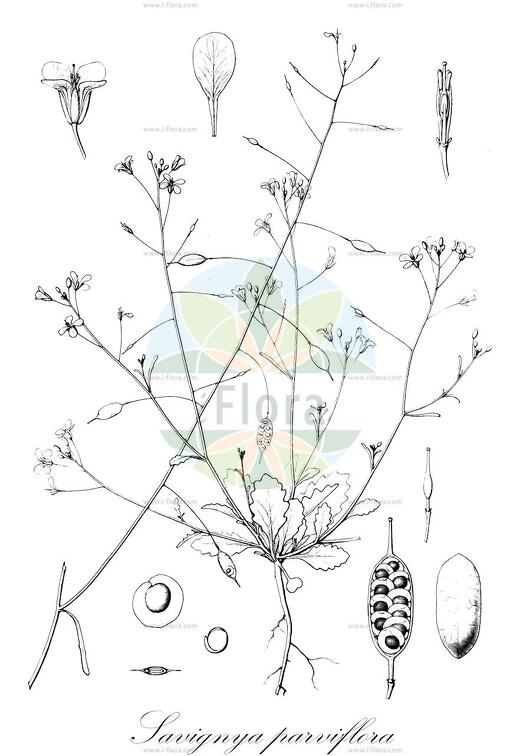 Savignya parviflora