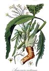 Armoracia rusticana
