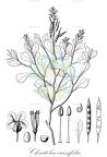 Christolea crassifolia