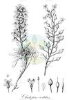 Clastopus vestitus