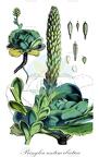 Pringlea antiscorbutica