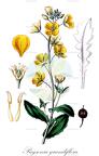 Paysonia grandiflora