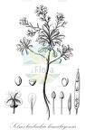 Solms-laubachia himalayensis