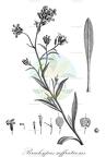 Brachypus suffruticosus