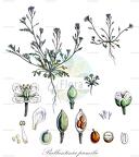 Ballantinia pumilio
