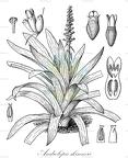 Androlepis skinneri