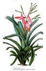 Billbergia amoena