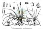 Deinacanthon urbanianum