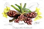 Disteganthus basilateralis