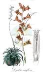 Dyckia rariflora