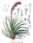 Fernseea itatiaiae