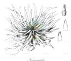 Navia acaulis