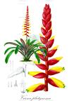 Vriesea platynema
