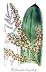 Wittmackia lingulata