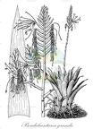 Pseudalcantarea grandis