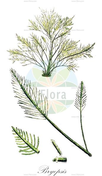 Bryopsis