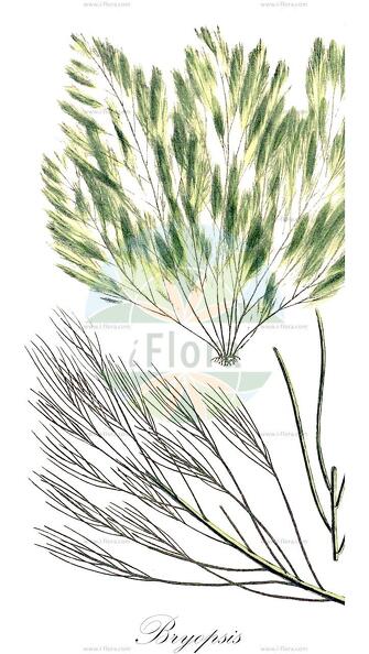 Bryopsis