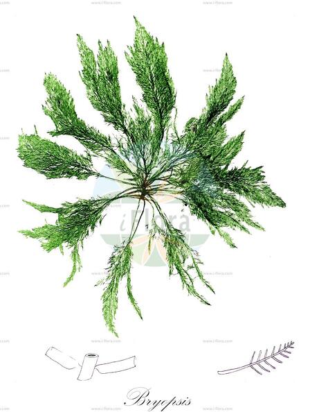 Bryopsis