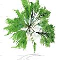 Bryopsis