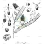 Pseudobryopsis