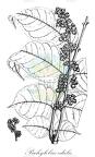 Pachylobus edulis