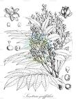 Santiria griffithii