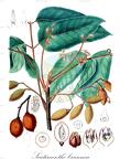 Scutinanthe brunnea
