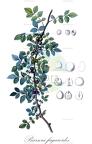 Bursera fagaroides