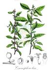 Commiphora kua