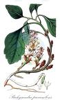 Pachysandra procumbens