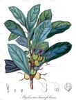 Styloceras laurifolium
