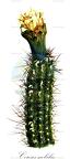 Cereus repandus