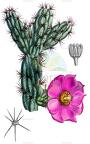 Cylindropuntia imbricata