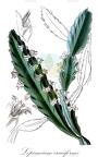 Lepismium cruciforme