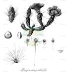 Micropuntia pulchella