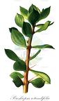 Pereskiopsis rotundifolia