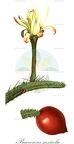Praecereus saxicola